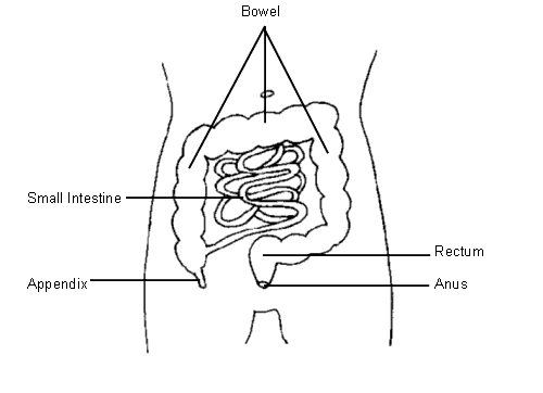image of the bowel
